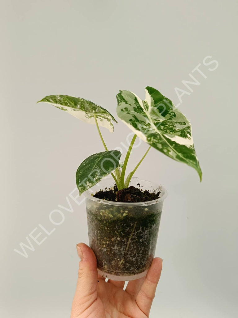 Alocasia micholitziana frydek variegata