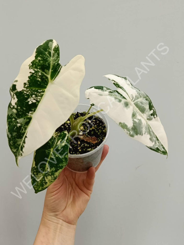 Alocasia micholitziana frydek variegata