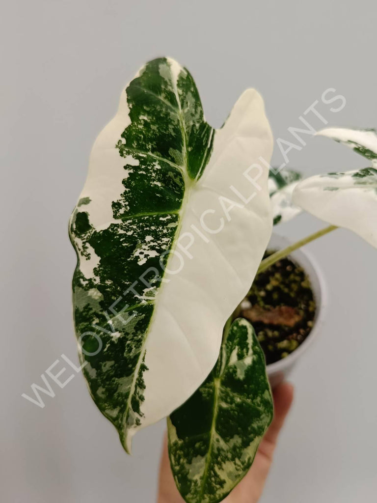 Alocasia micholitziana frydek variegata