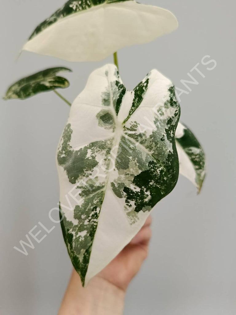 Alocasia micholitziana frydek variegata