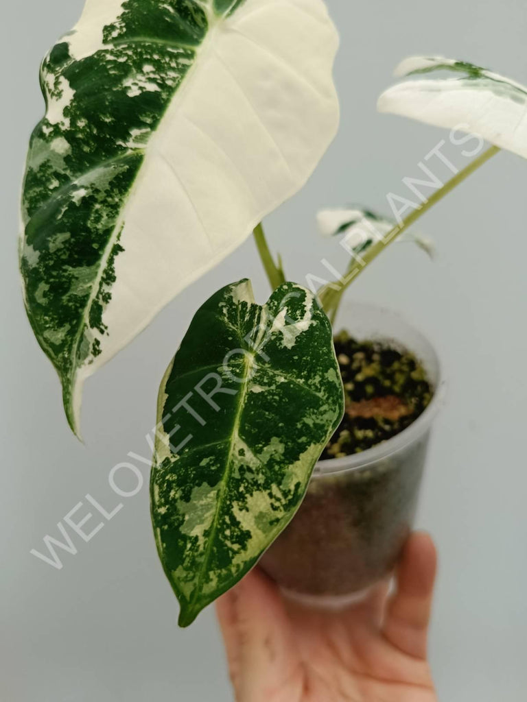 Alocasia micholitziana frydek variegata