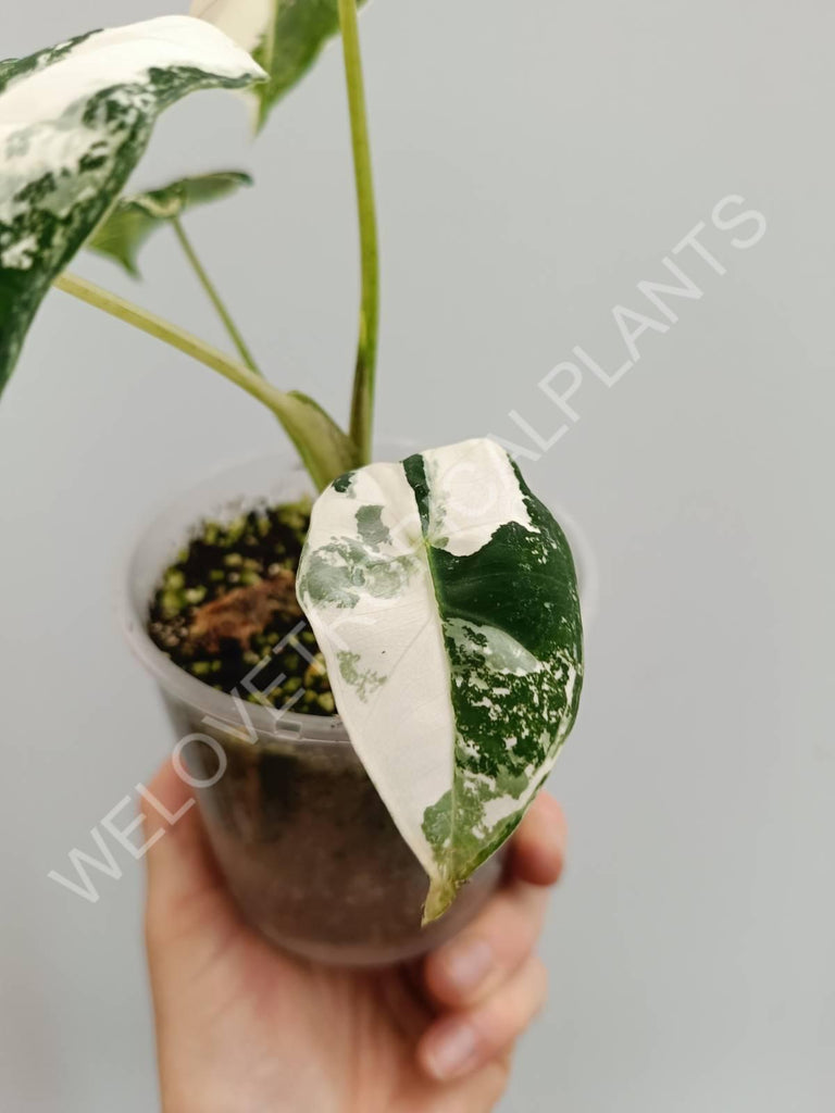 Alocasia micholitziana frydek variegata