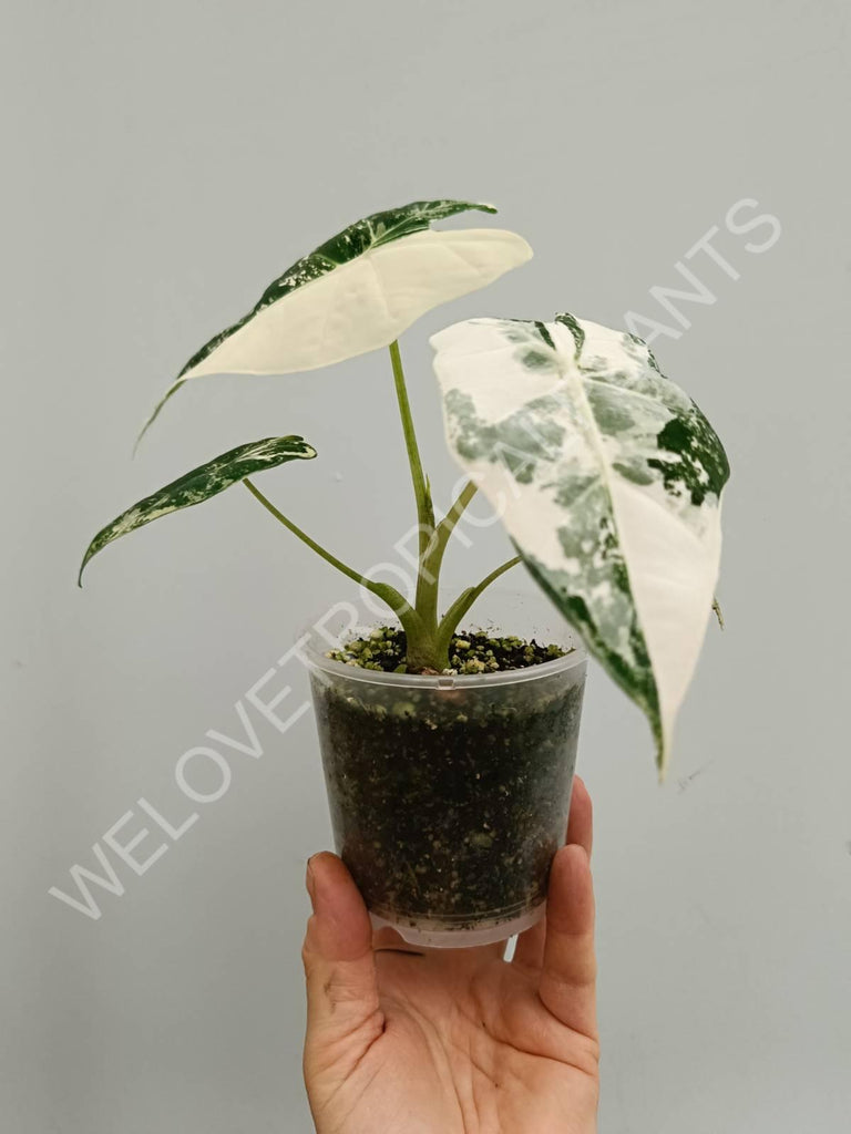 Alocasia micholitziana frydek variegata