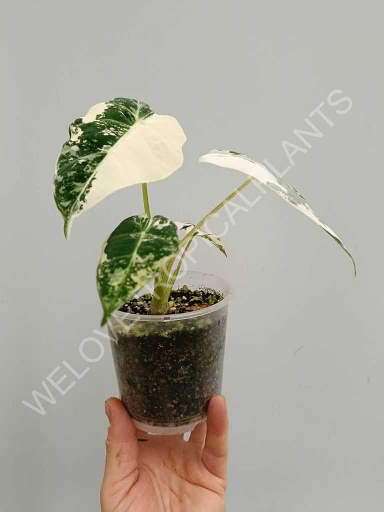 Alocasia micholitziana frydek variegata