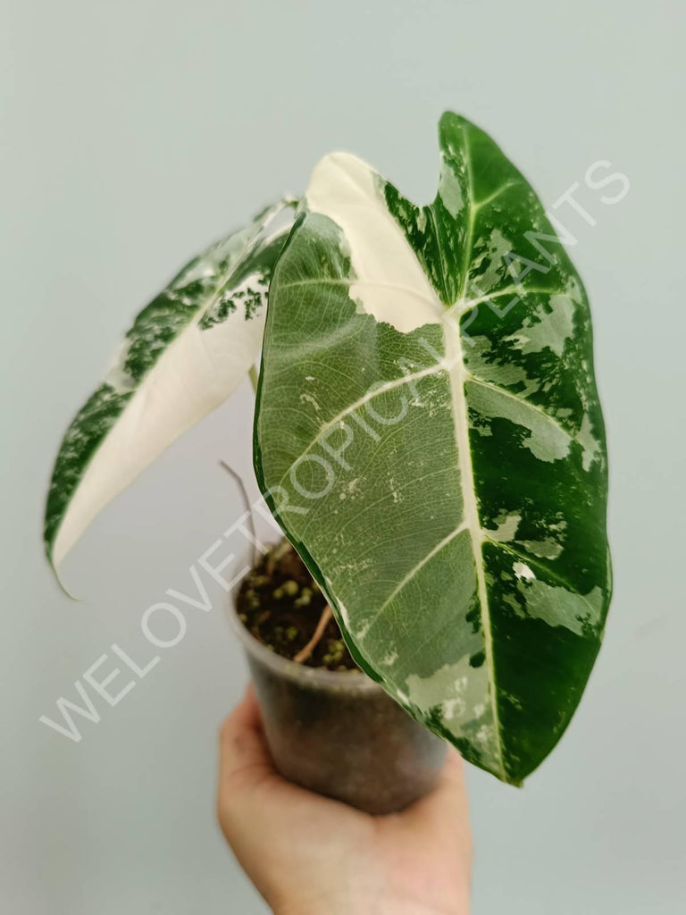 Alocasia micholitziana frydek variegata