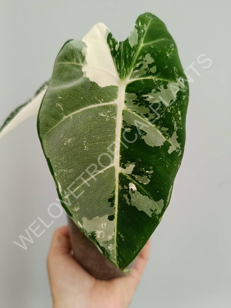 Alocasia micholitziana frydek variegata