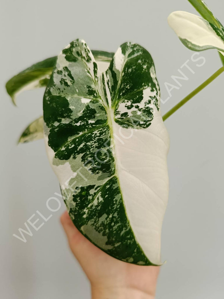 Alocasia micholitziana frydek variegata