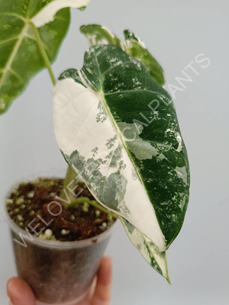 Alocasia micholitziana frydek variegata