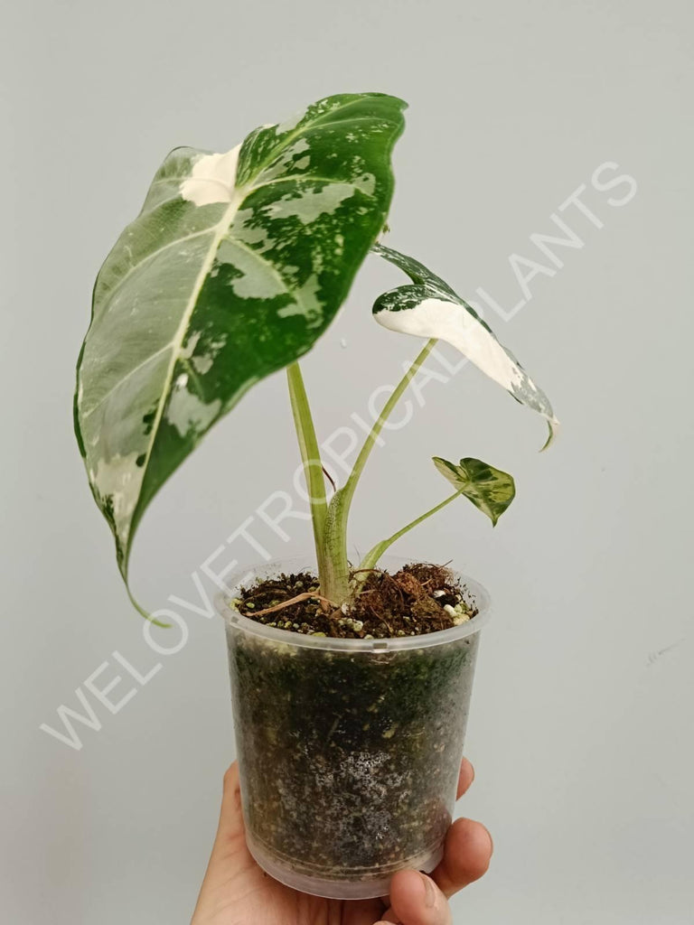 Alocasia micholitziana frydek variegata