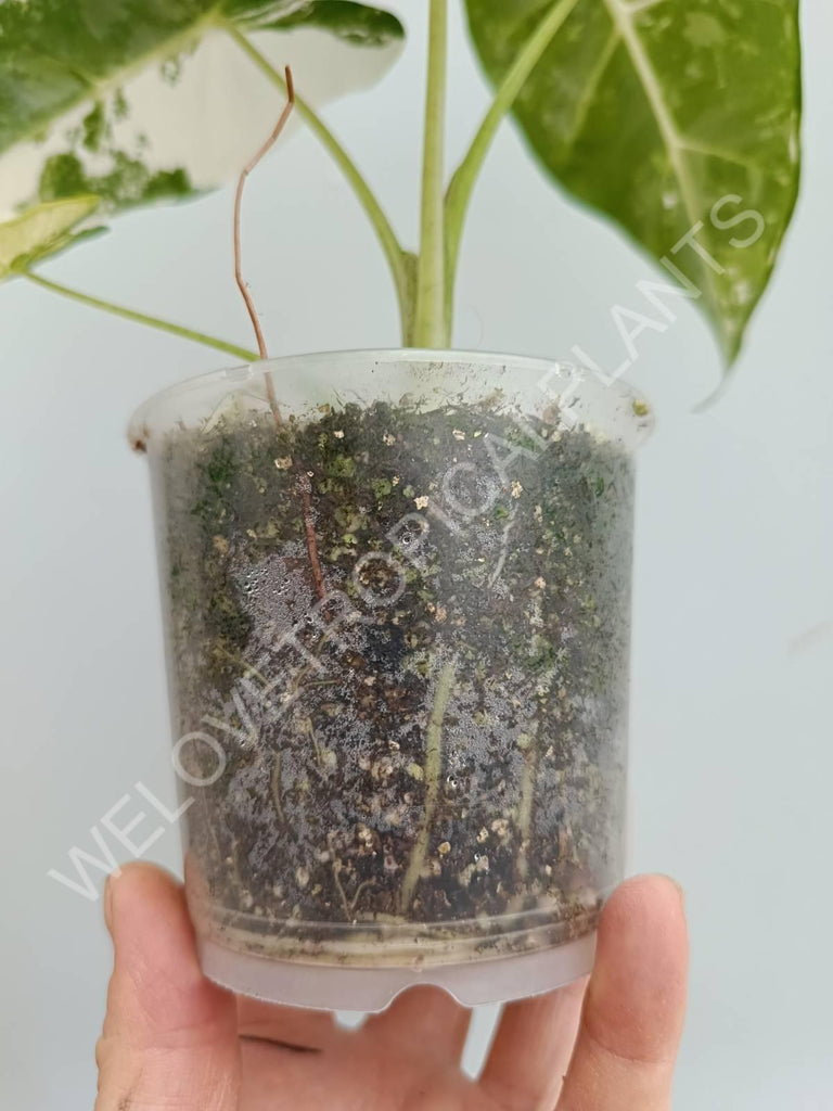 Alocasia micholitziana frydek variegata