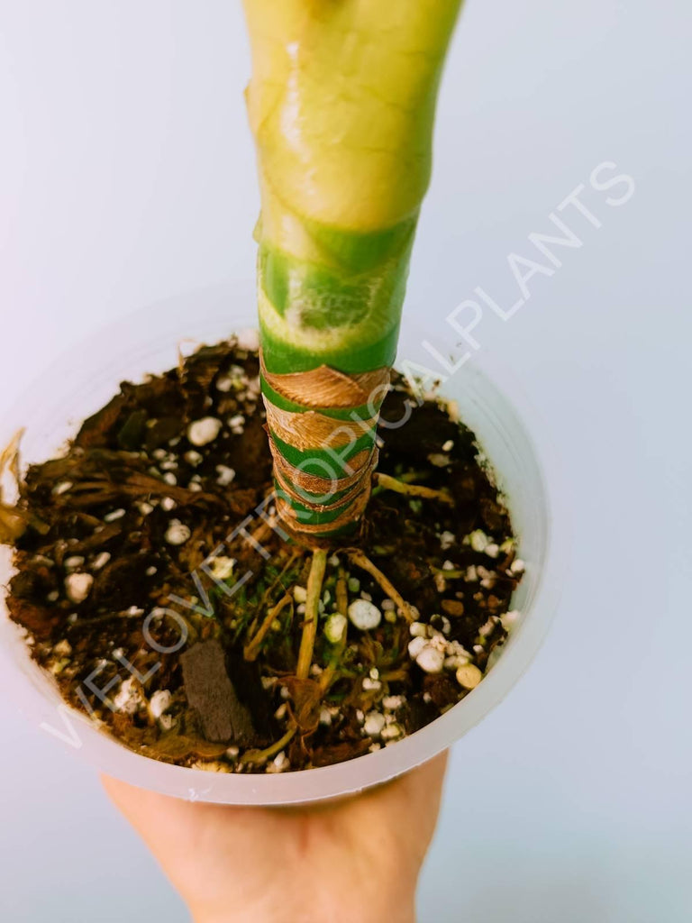 Alocasia micholitziana frydek variegata mint