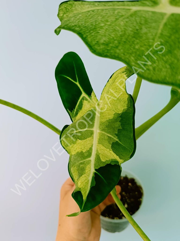 Alocasia micholitziana frydek variegata mint