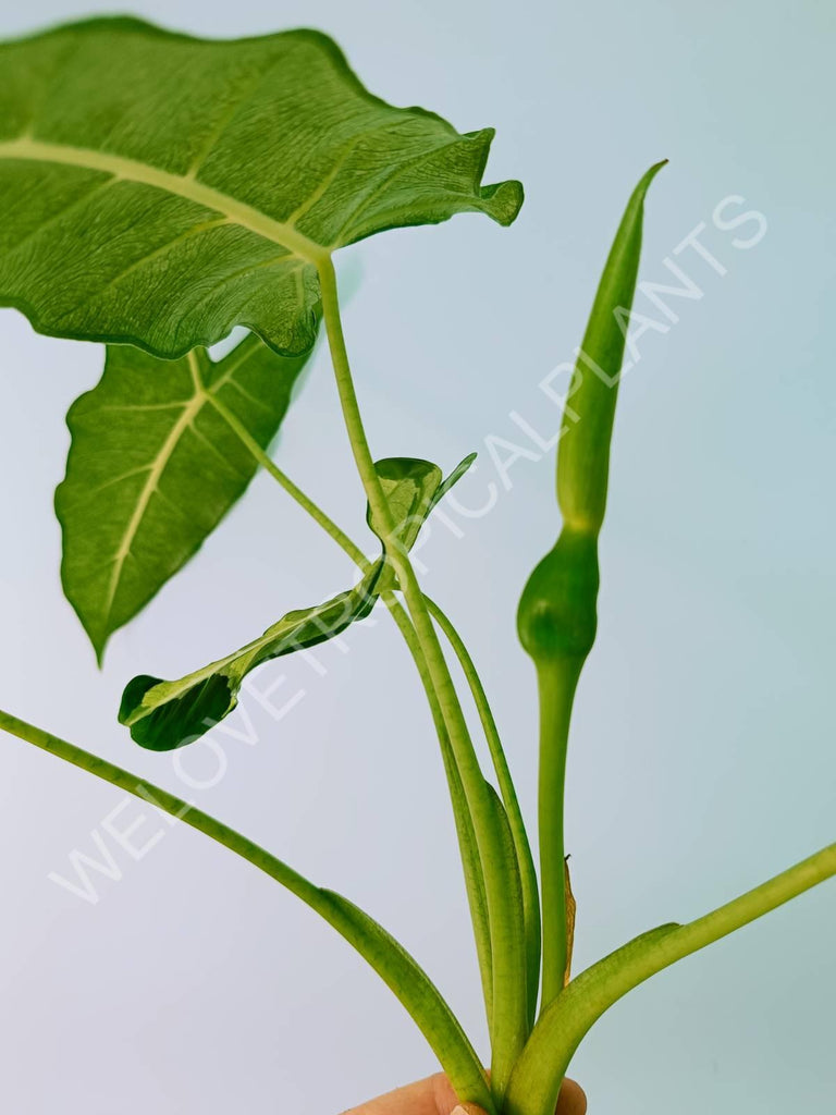 Alocasia micholitziana frydek variegata mint