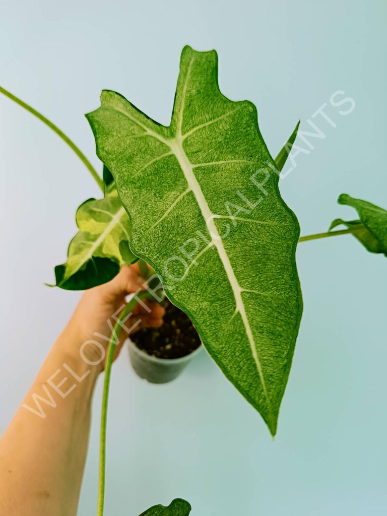 Alocasia micholitziana frydek variegata mint