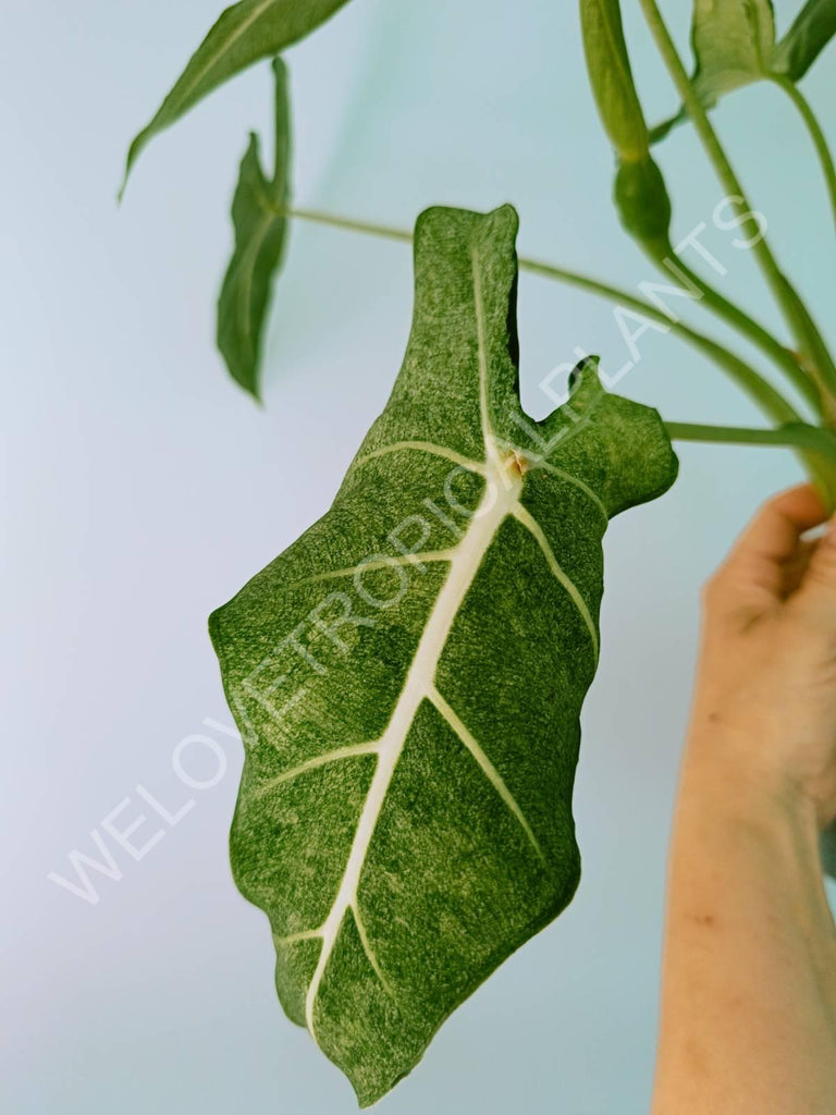 Alocasia micholitziana frydek variegata mint