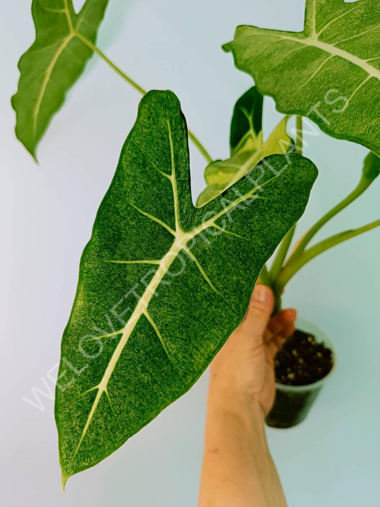 Alocasia micholitziana frydek variegata mint