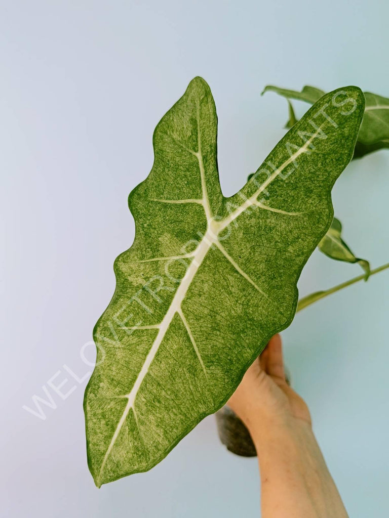 Alocasia micholitziana frydek variegata mint