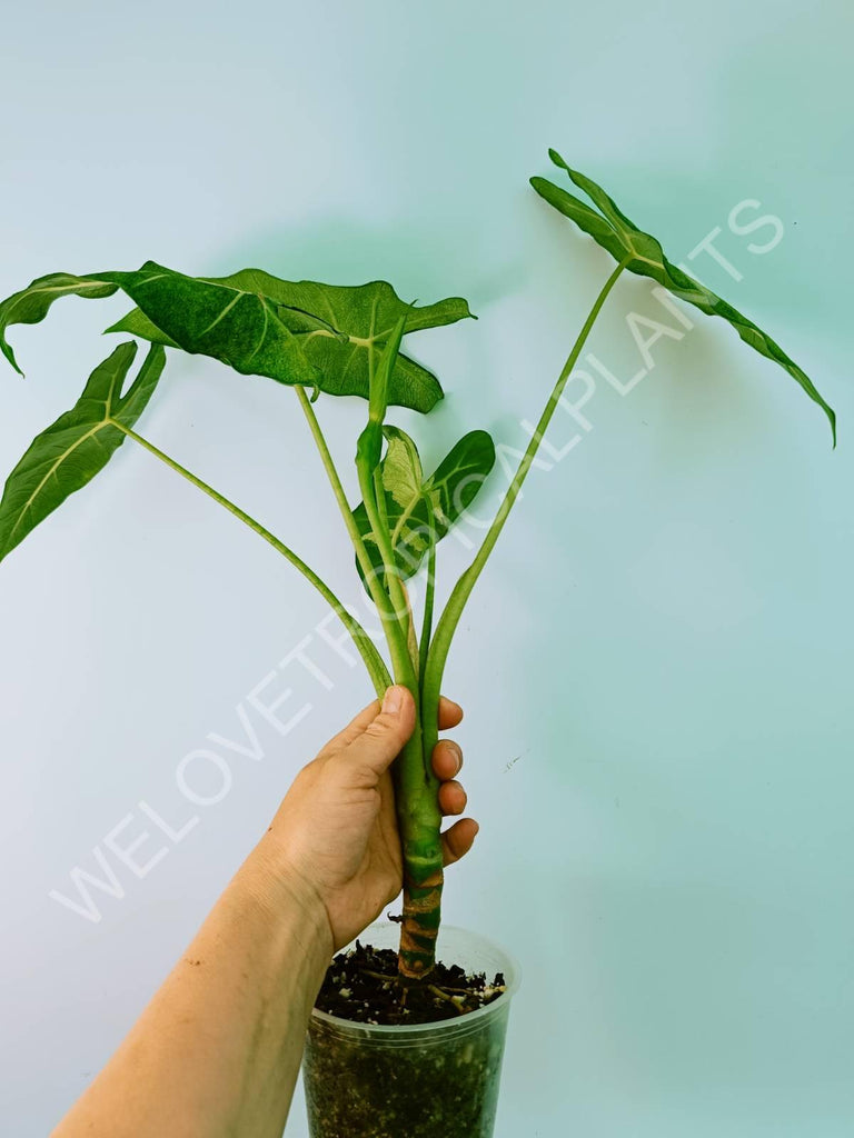 Alocasia micholitziana frydek variegata mint