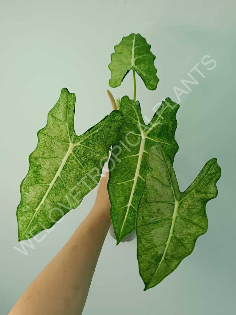 Alocasia micholitziana frydek variegata mint