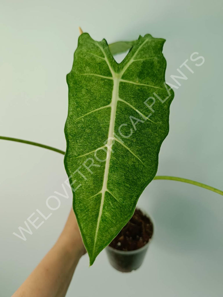 Alocasia micholitziana frydek variegata mint