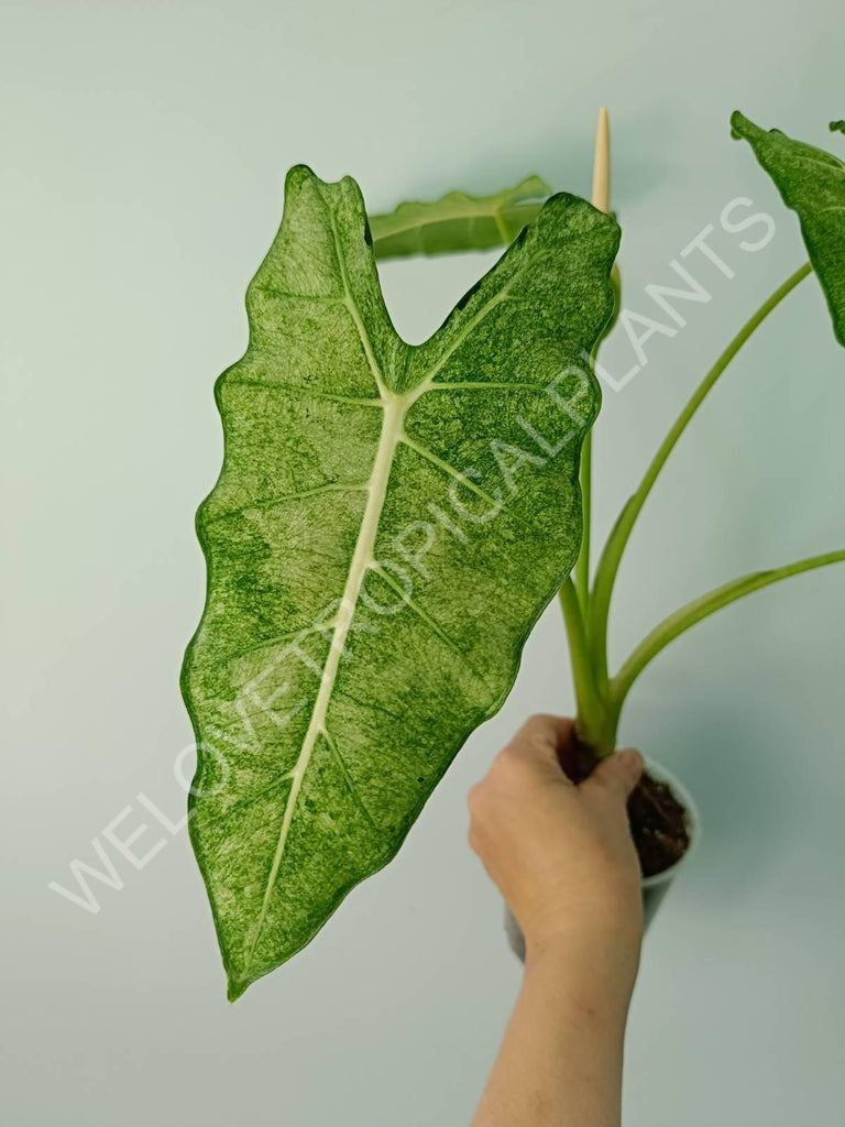 Alocasia micholitziana frydek variegata mint