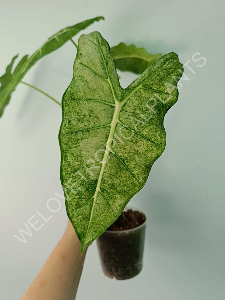 Alocasia micholitziana frydek variegata mint