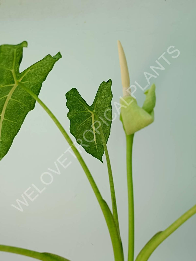 Alocasia micholitziana frydek variegata mint