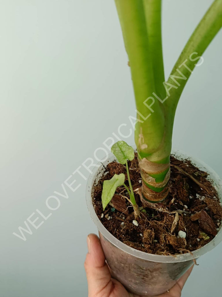 Alocasia micholitziana frydek variegata mint