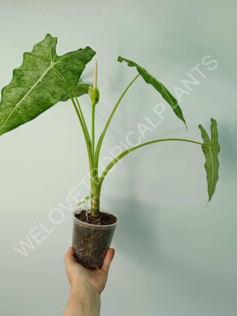 Alocasia micholitziana frydek variegata mint