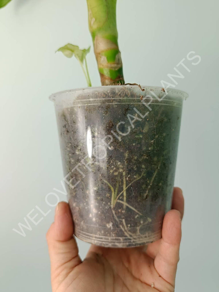 Alocasia micholitziana frydek variegata mint