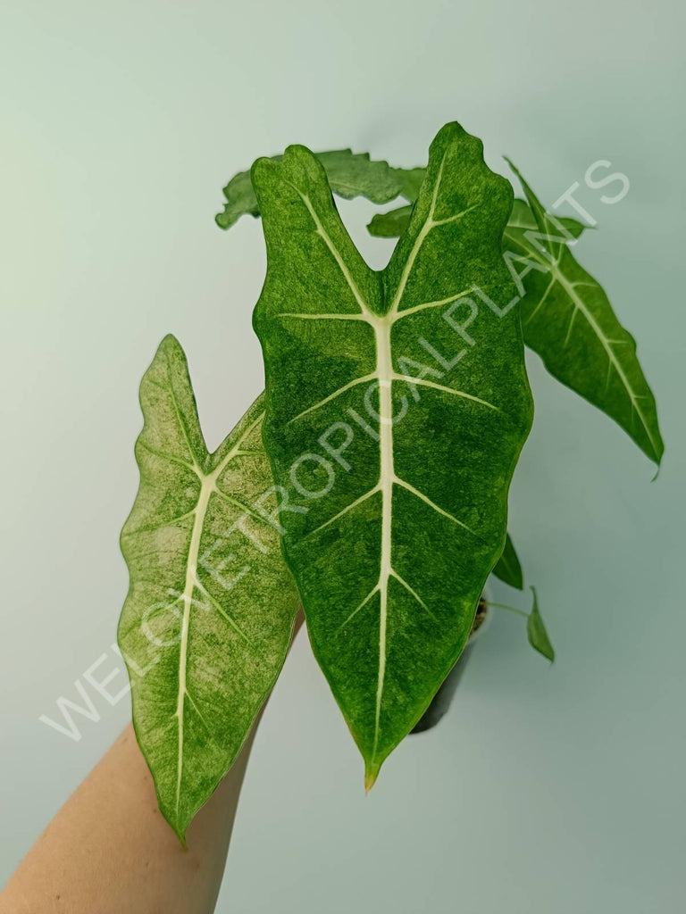 Alocasia micholitziana frydek variegata mint