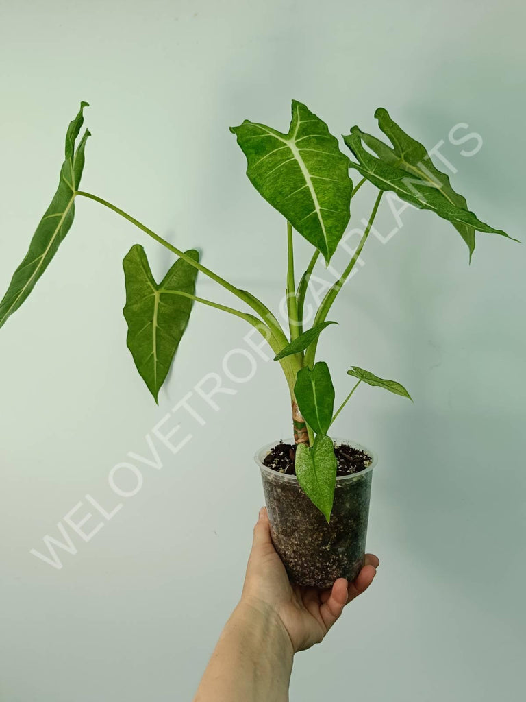 Alocasia micholitziana frydek variegata mint