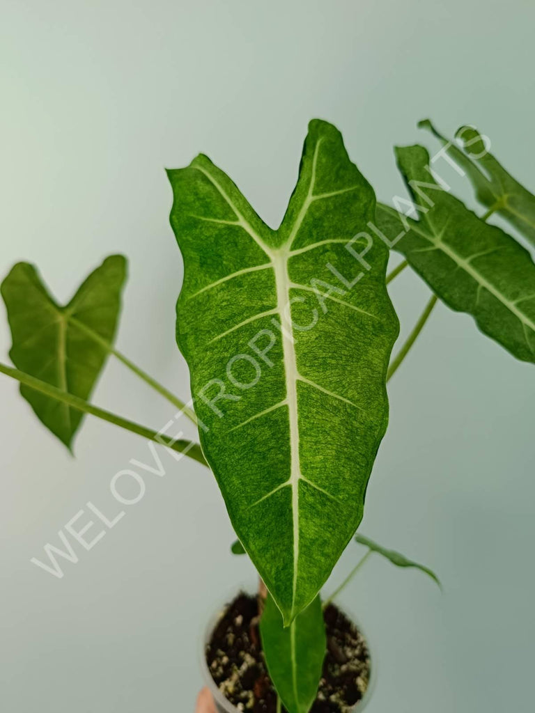 Alocasia micholitziana frydek variegata mint