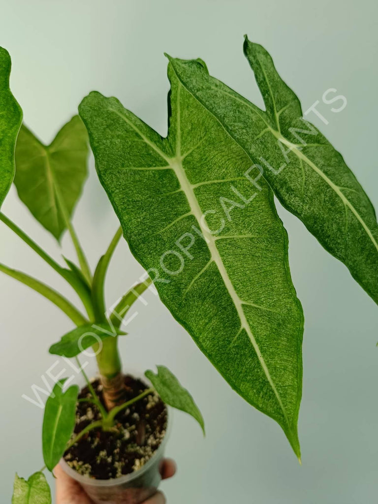 Alocasia micholitziana frydek variegata mint