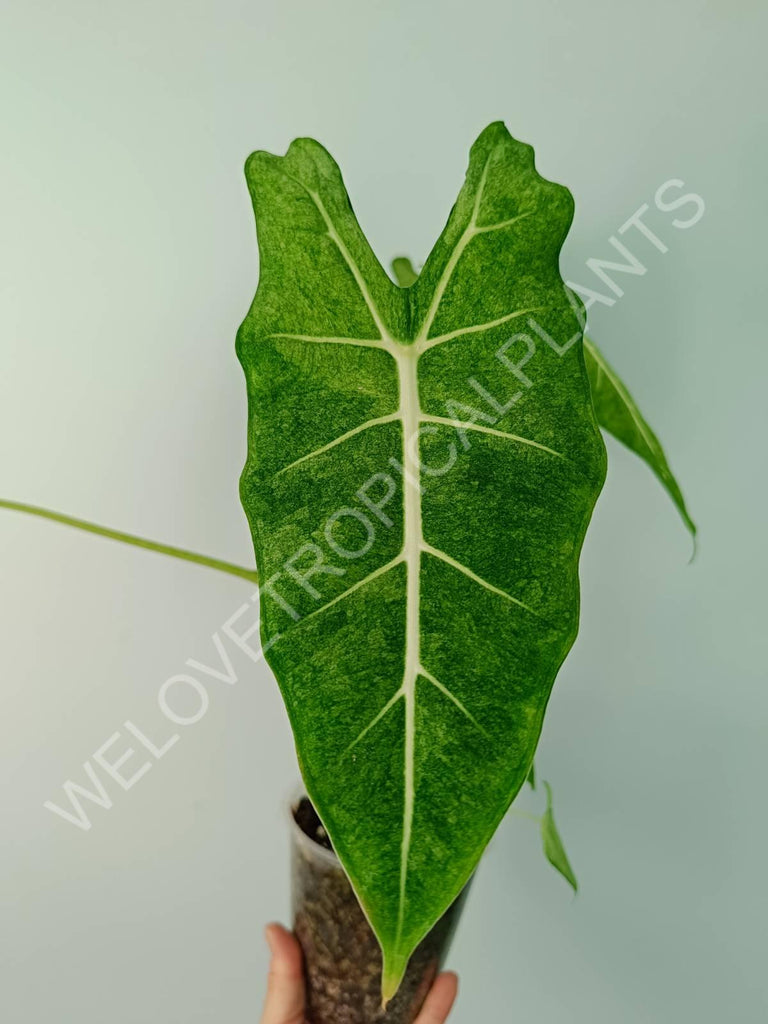 Alocasia micholitziana frydek variegata mint