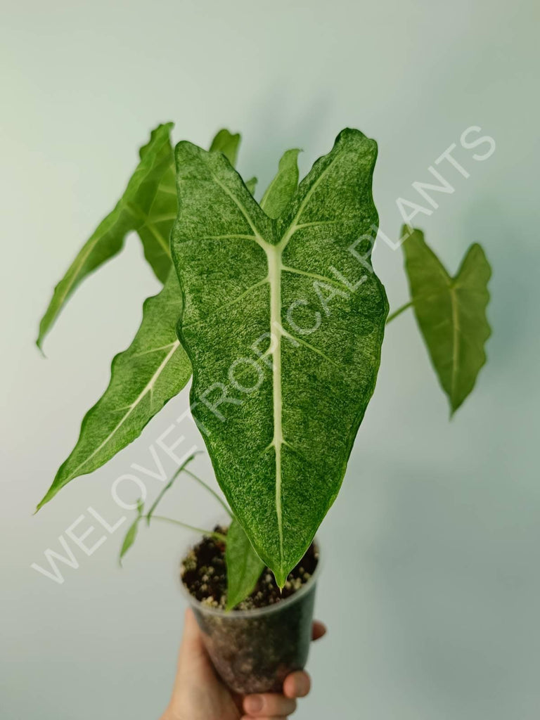 Alocasia micholitziana frydek variegata mint