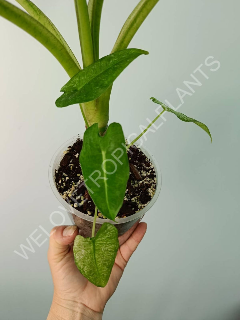 Alocasia micholitziana frydek variegata mint