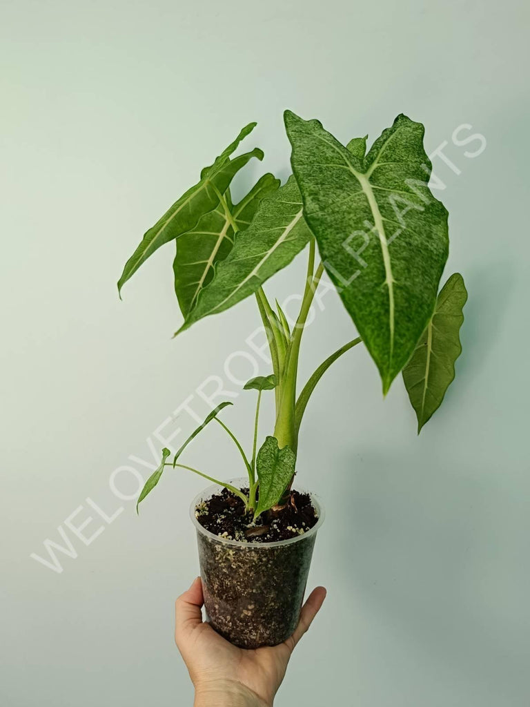 Alocasia micholitziana frydek variegata mint