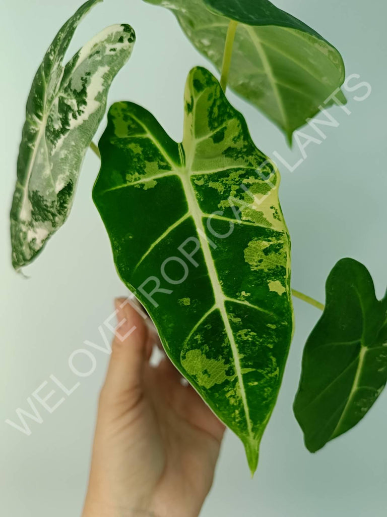 Alocasia micholitziana frydek variegata