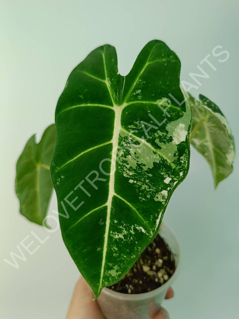 Alocasia micholitziana frydek variegata