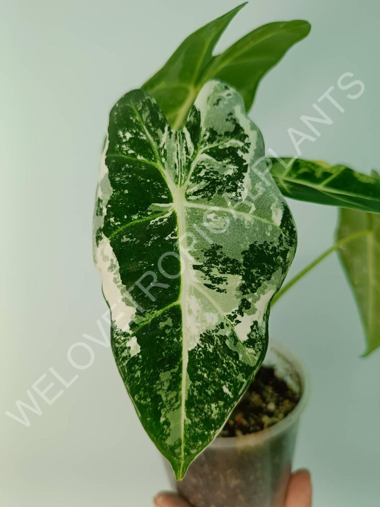 Alocasia micholitziana frydek variegata