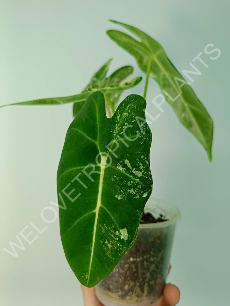 Alocasia micholitziana frydek variegata