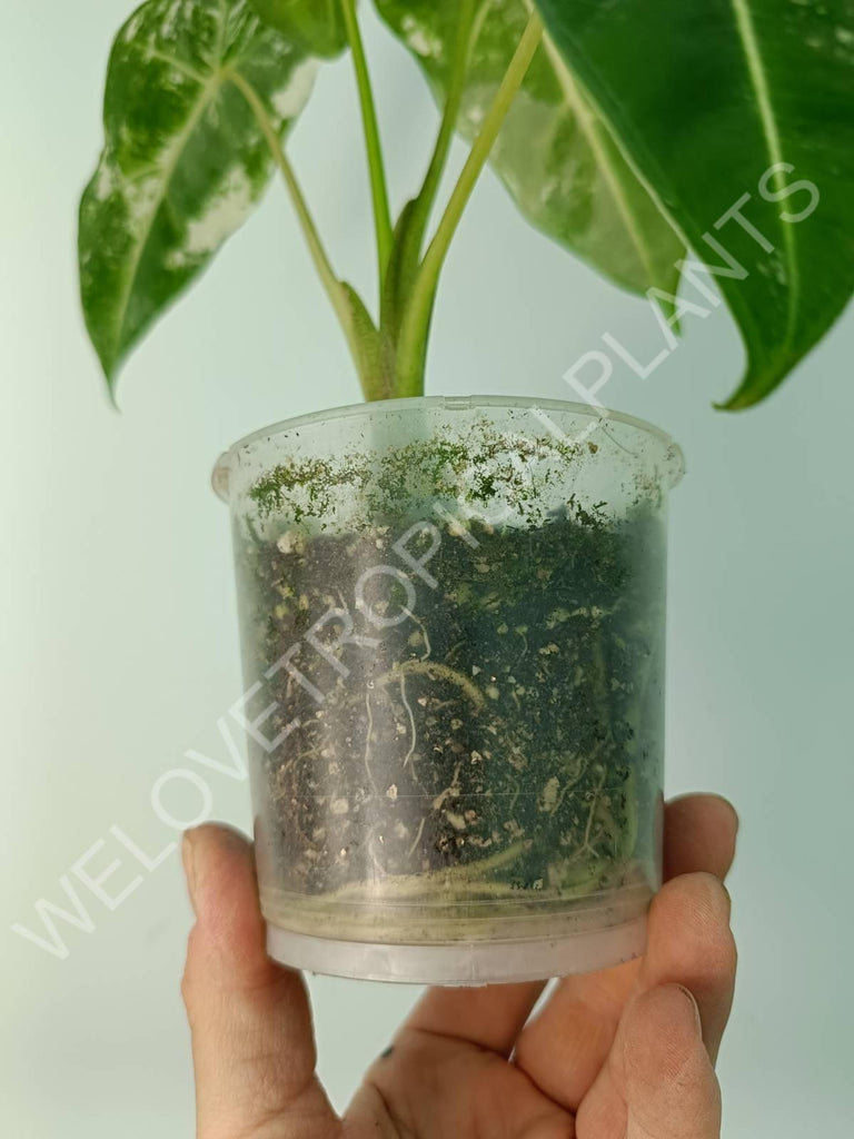 Alocasia micholitziana frydek variegata