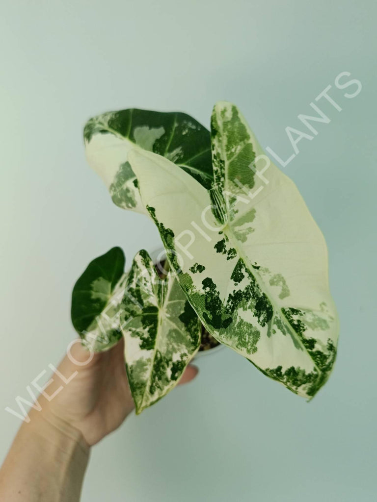 Alocasia micholitziana frydek variegata