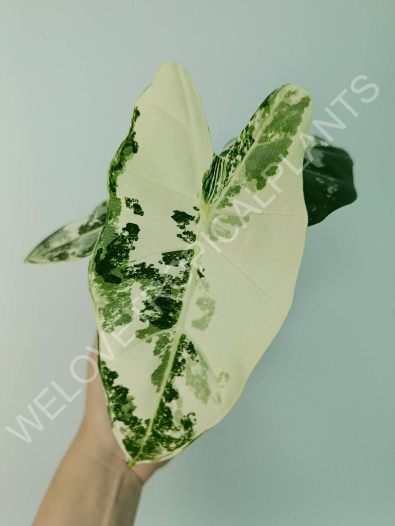 Alocasia micholitziana frydek variegata