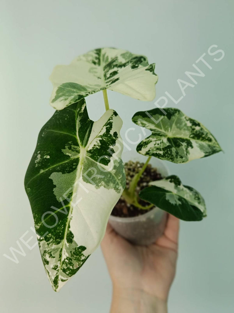 Alocasia micholitziana frydek variegata