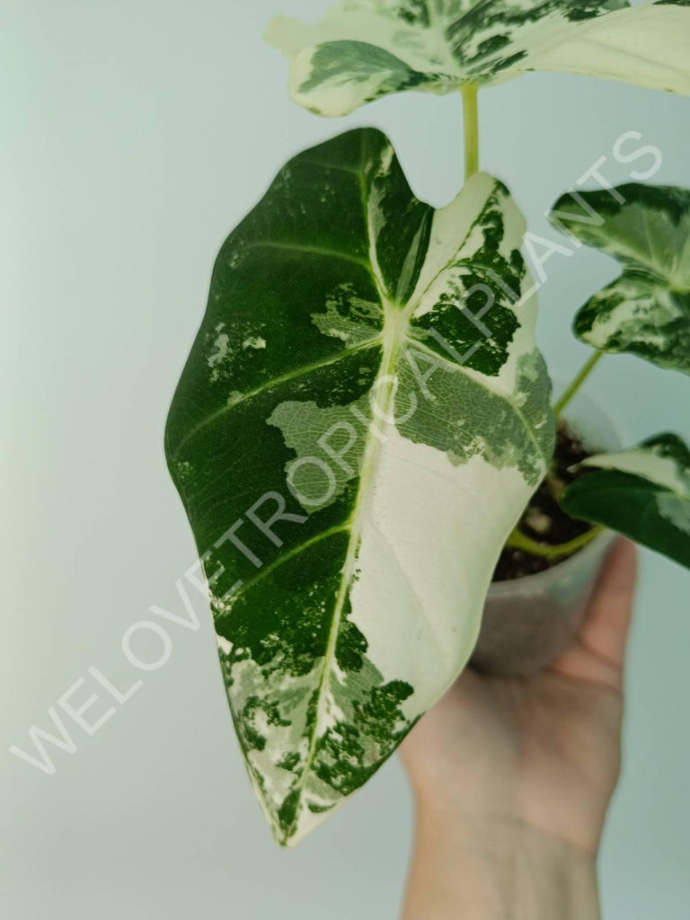 Alocasia micholitziana frydek variegata