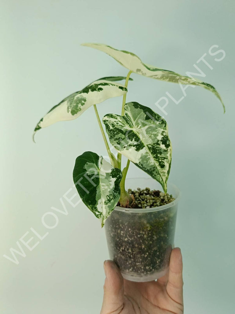 Alocasia micholitziana frydek variegata