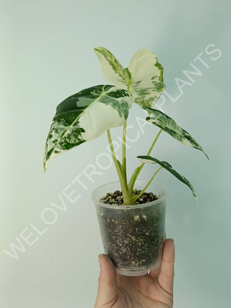 Alocasia micholitziana frydek variegata