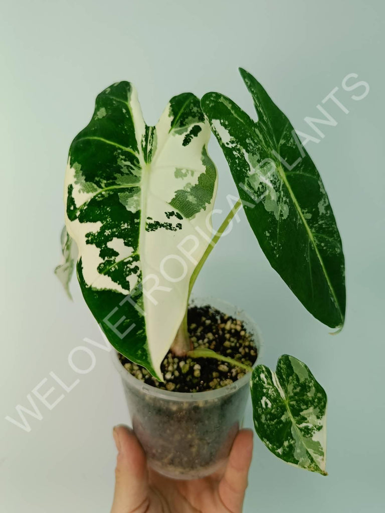 Alocasia micholitziana frydek variegata